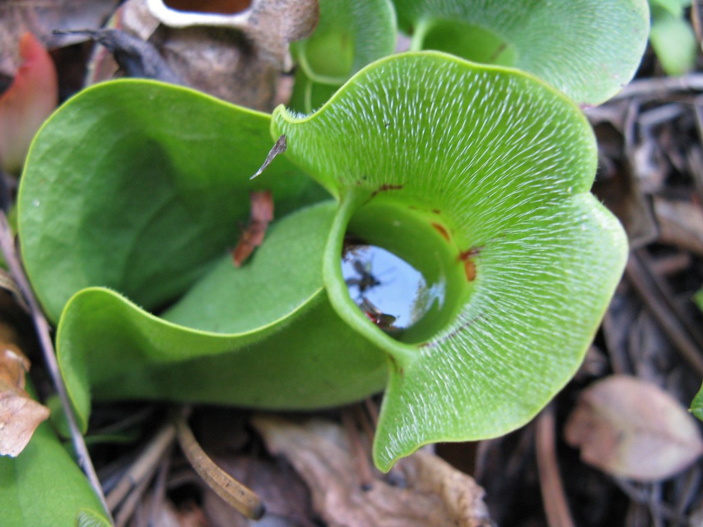 Pitcher Plant The fly is inside the pitcher and floating o… Flickr