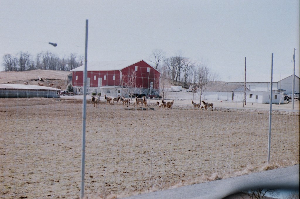 48480020 Elk farm McGrawFilm1991 Flickr