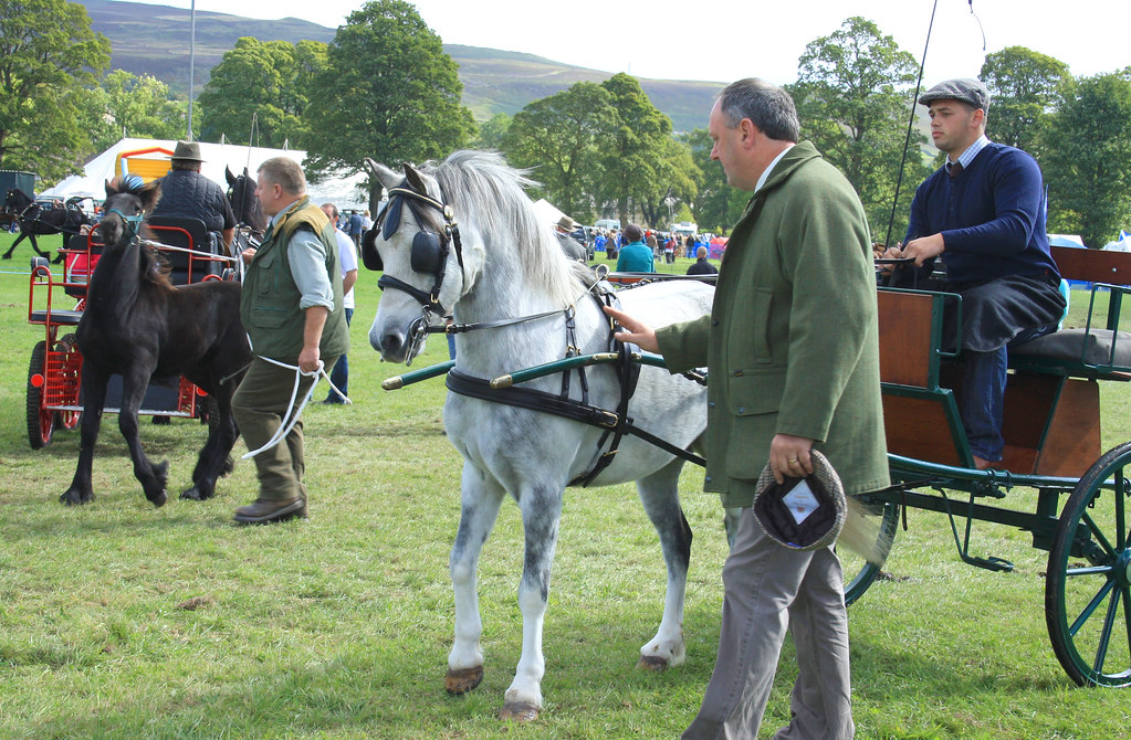 carriage driving Stanhope Show 2010 Yasmine Hamid Flickr