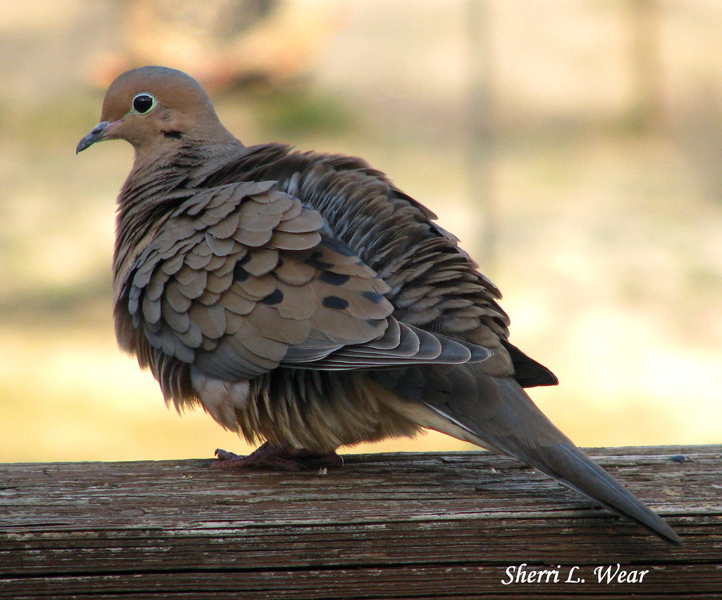 Simplicity Dove in Louisville, TN Sherri Wear Flickr