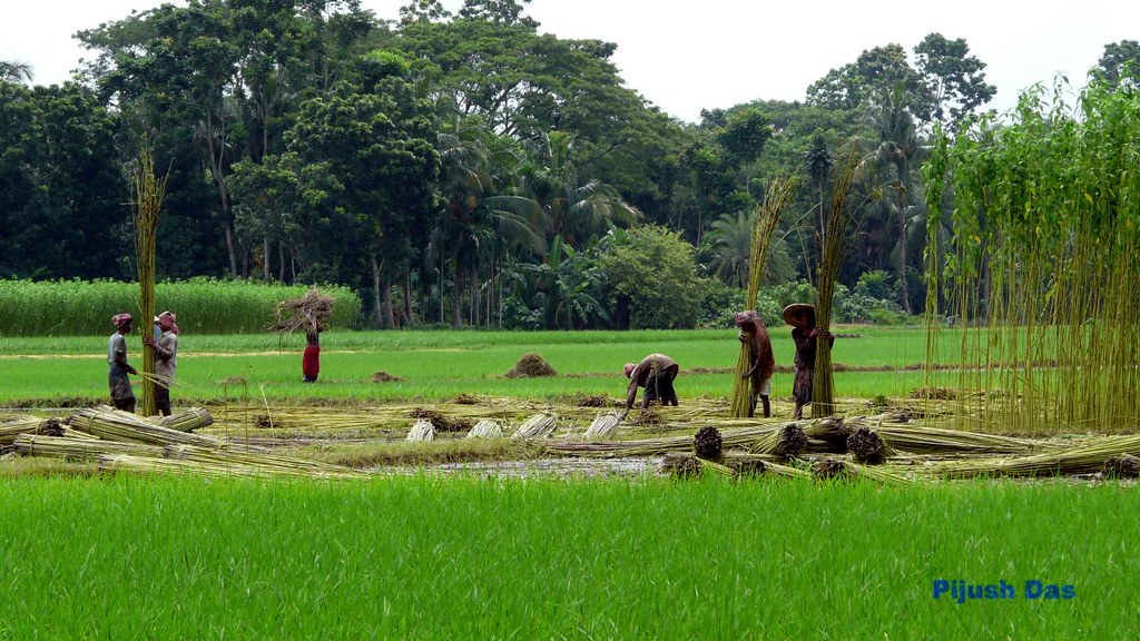 Harvesting Jute Plant After the plants grow to their full … Flickr