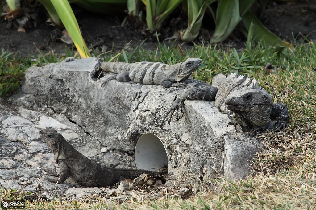 Iguanas [50D4397] Black Spinytailed Iguana (Ctenosaura s… Flickr