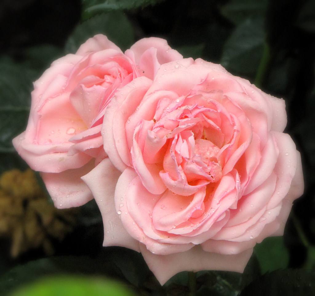 Roses in the Mist Copenhagen, Denmark Colorado Sands Flickr