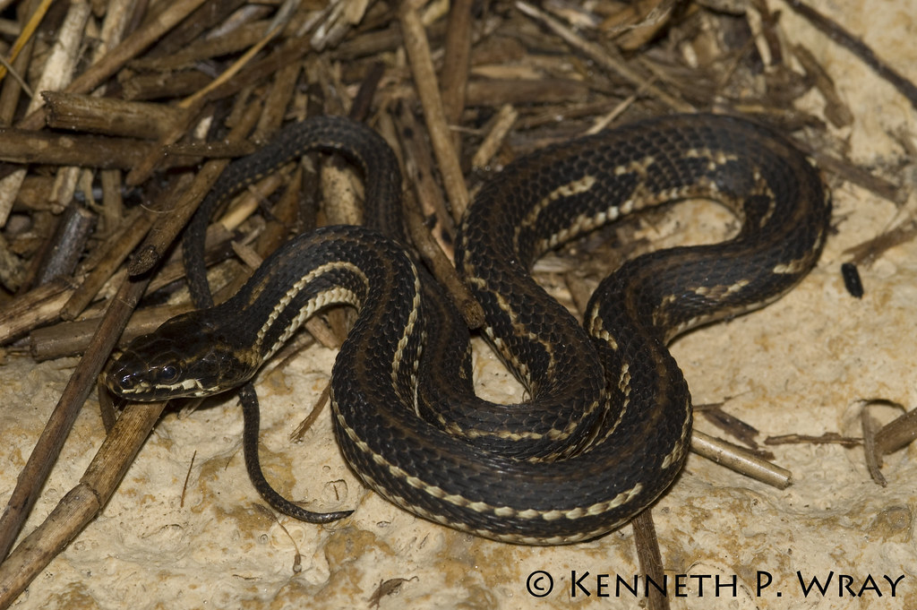 Nerodia clarkii clarkii (Gulf Salt Marsh Snake) The Gulf S… Flickr
