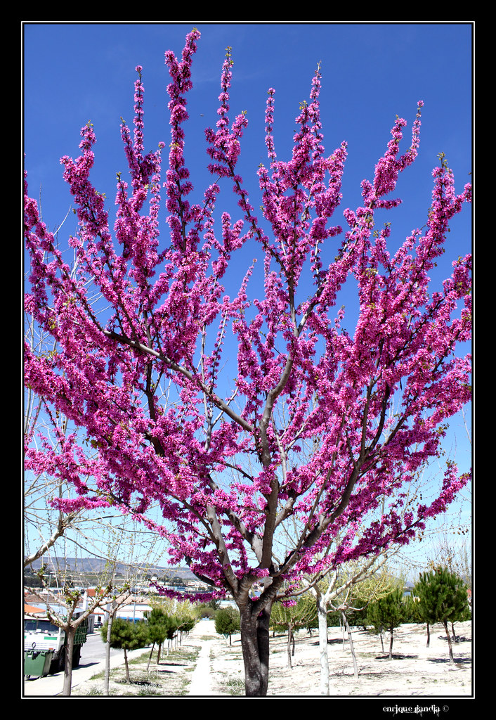 Arbol del amor 2 Nombre científico o latino Cercis