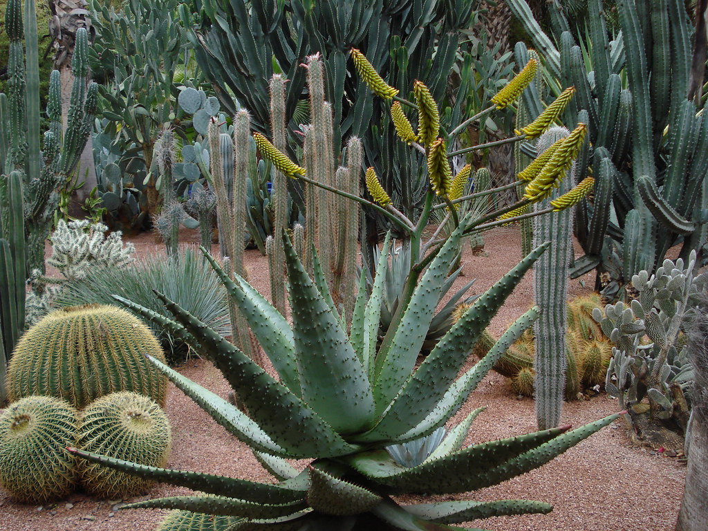 Majorelle garden, Marrakech Charles Wardell Flickr