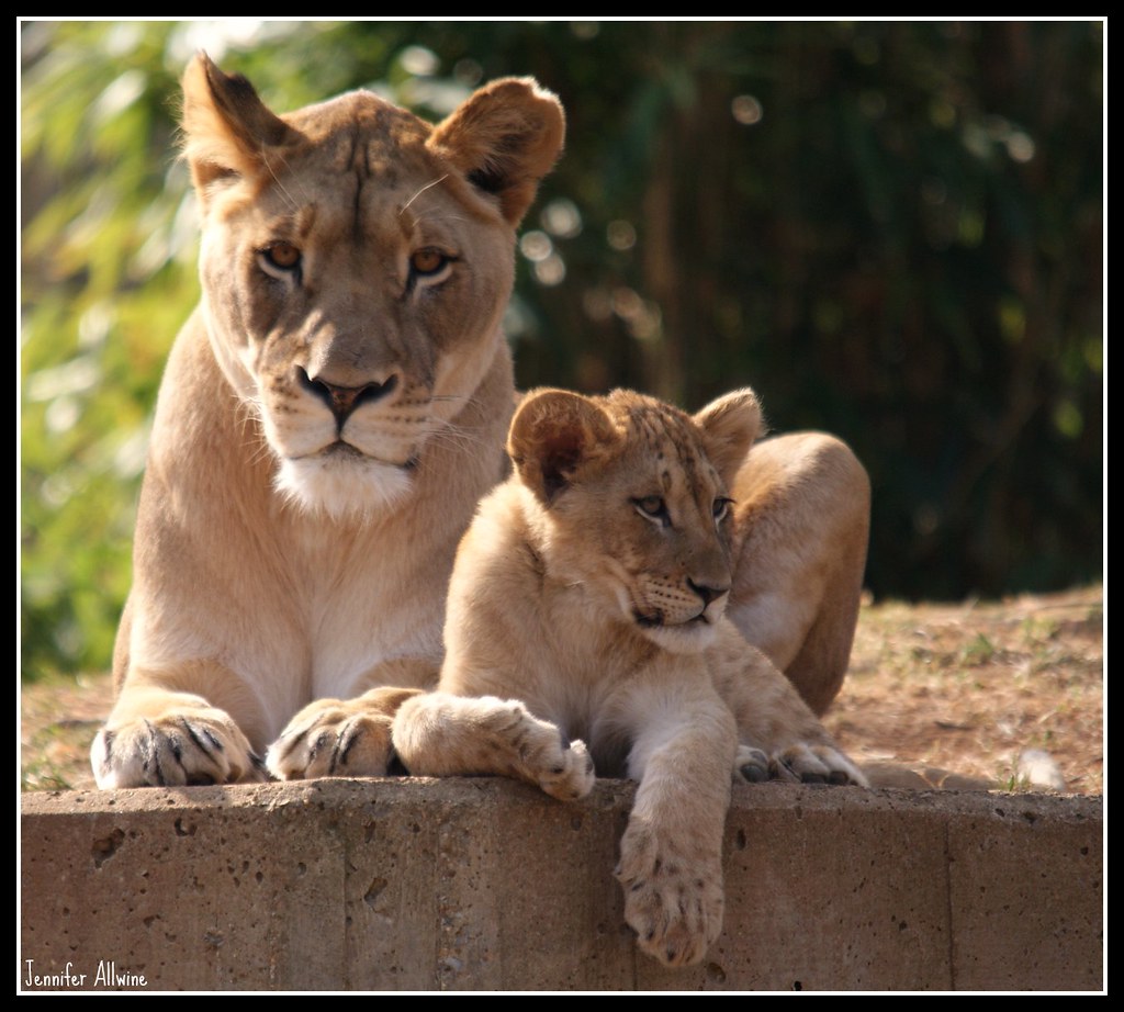 Lion Mother and Cub Lion Mother and Cub Jennifer Allwine Flickr