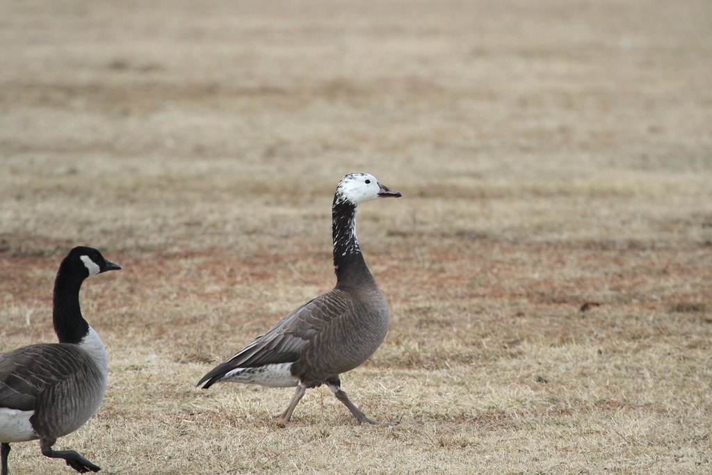 Snow Goose x Canada Goose hybrid Anne Arundel County Flickr