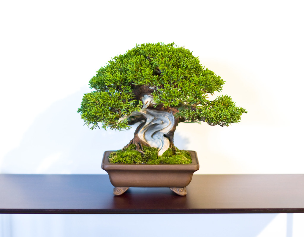 Shohin Chinese Juniper Bonsai Tree at Don Valley Bonsai Ro… Flickr