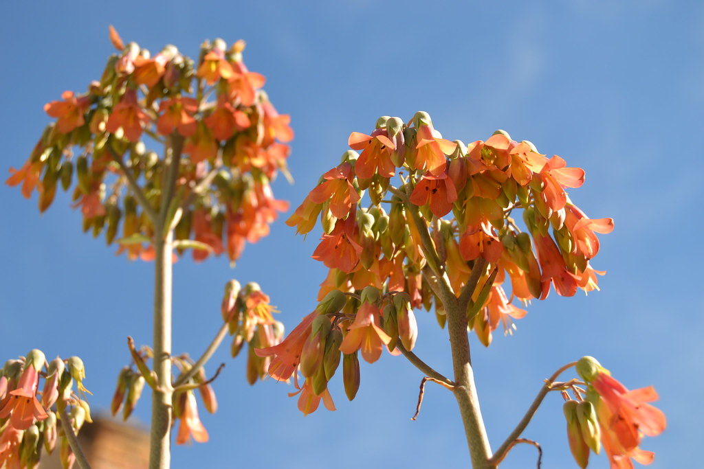 Kalanchoe x houghtonii 11299883 Flickr