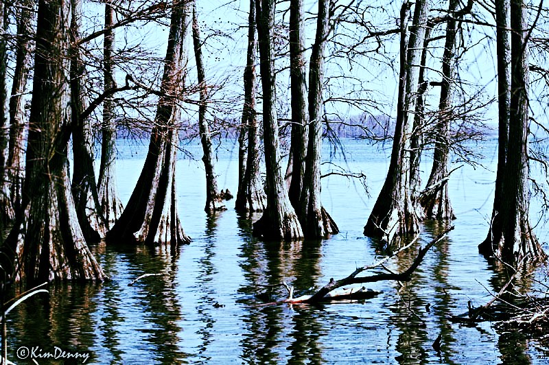 Lake County, TN Flickr