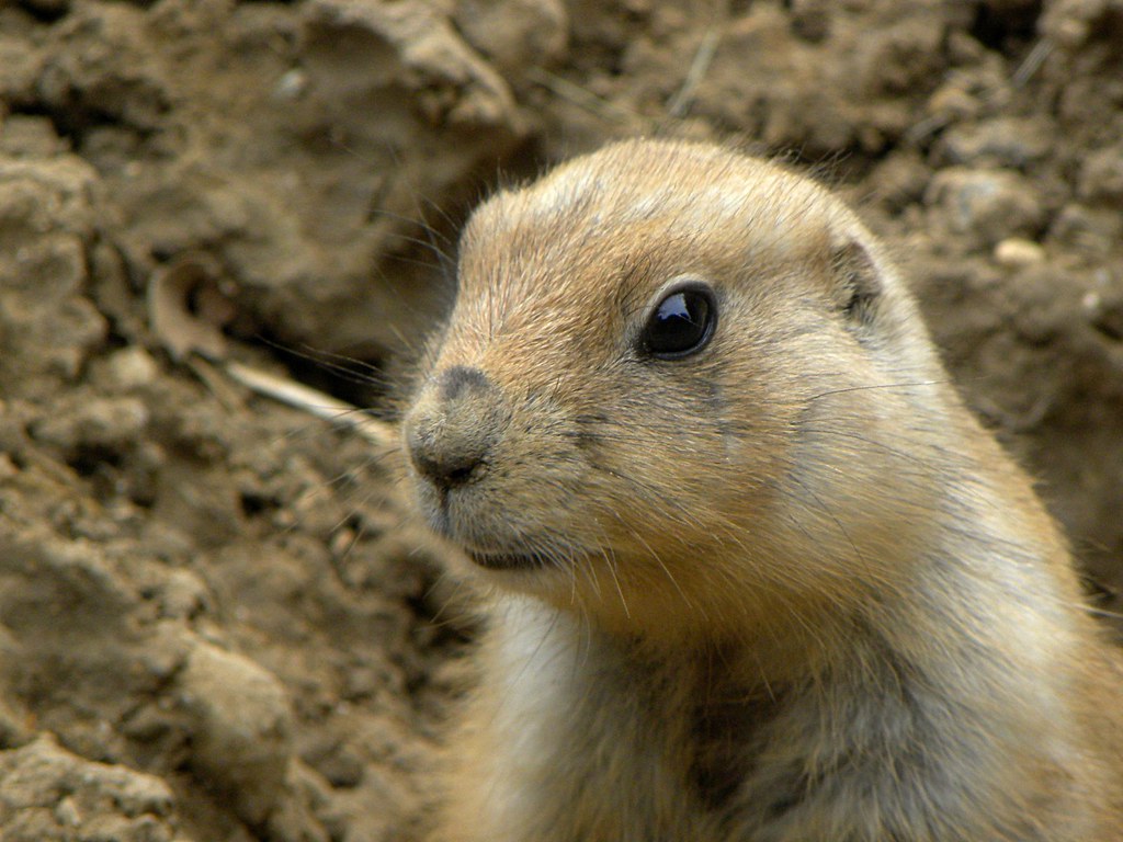 Prairie dog Prairie dog Luca Bresciani Flickr