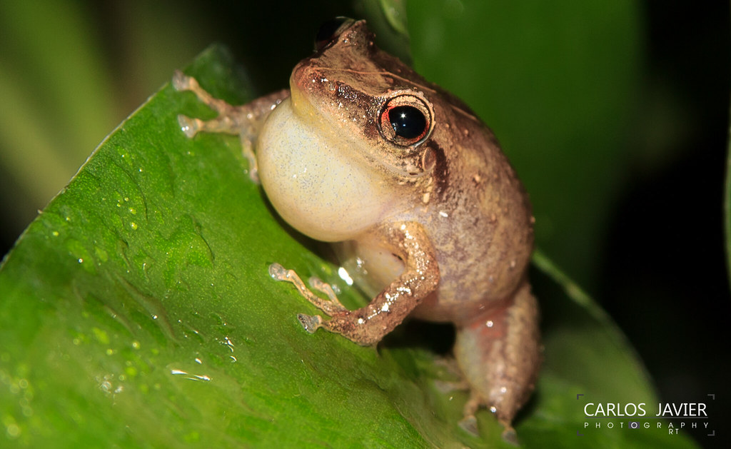 Coquí Puertorriqueño Eleutherodactylus Coqui Coqui is a … Flickr