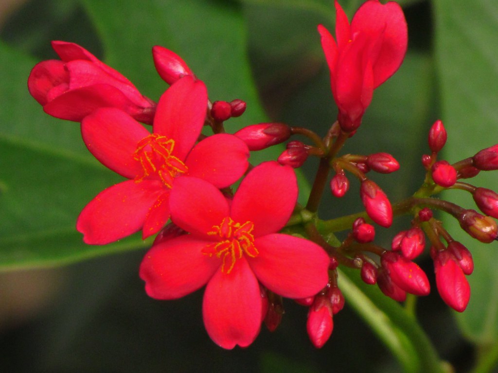 Lovely Flowers Flickr