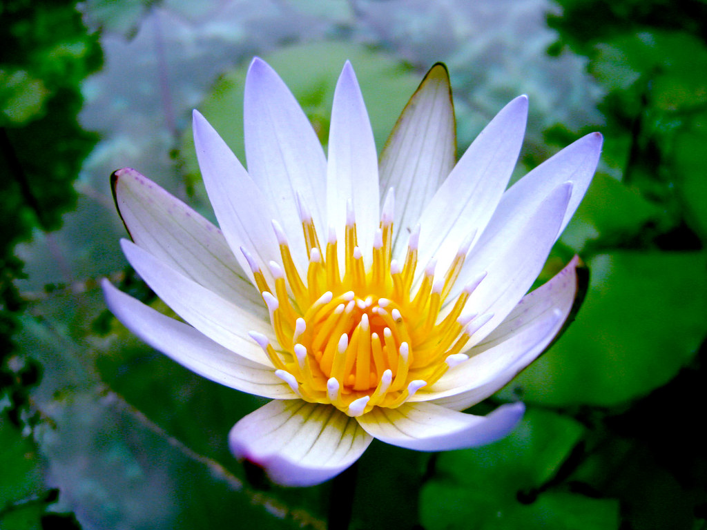 Flower Okinawa, Japan. EnkheeU Flickr