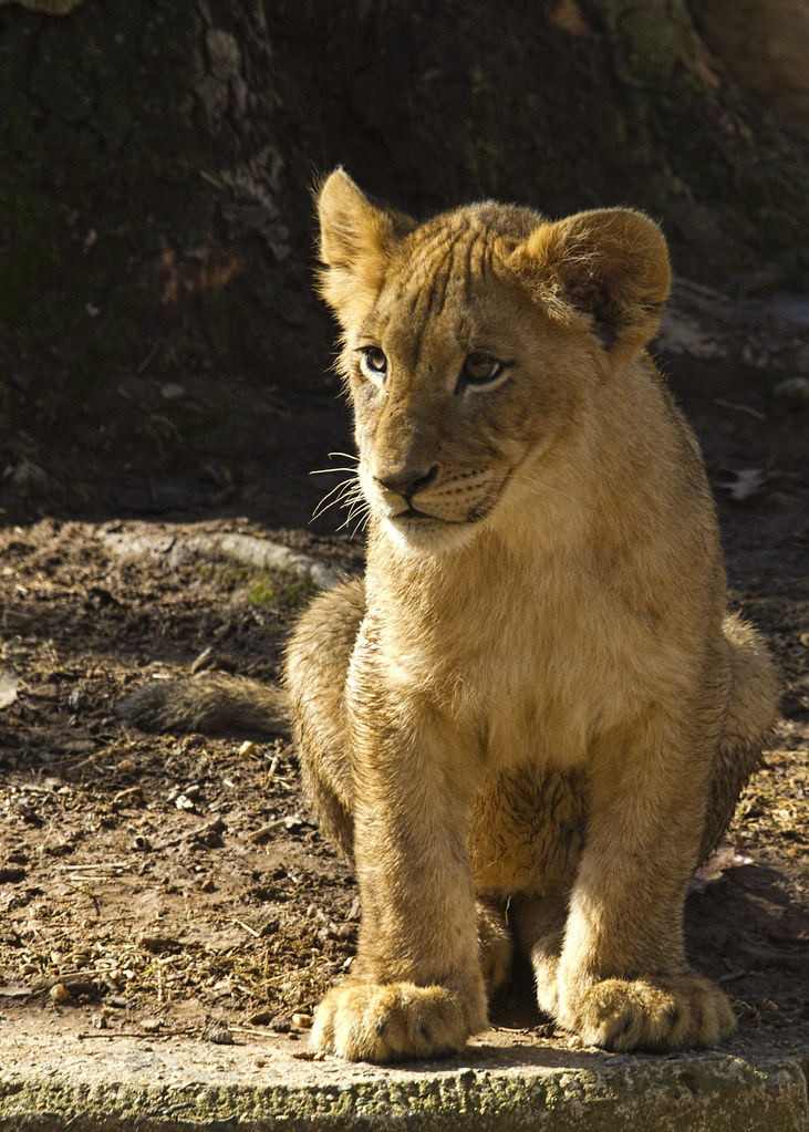 Lion Cubs Lion Cubs at the National Zoo in Washington DC. Ken_from_MD Flickr