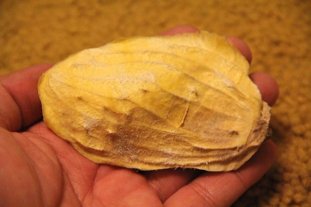Mango Seed I saved this Mango seed from a Mango we bought … Flickr