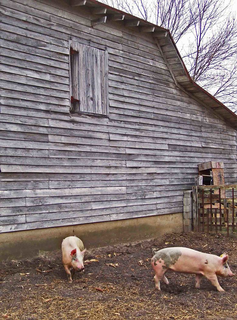 Moseley Farm Barn and Farm Animals Speights Chapel Road, … Flickr