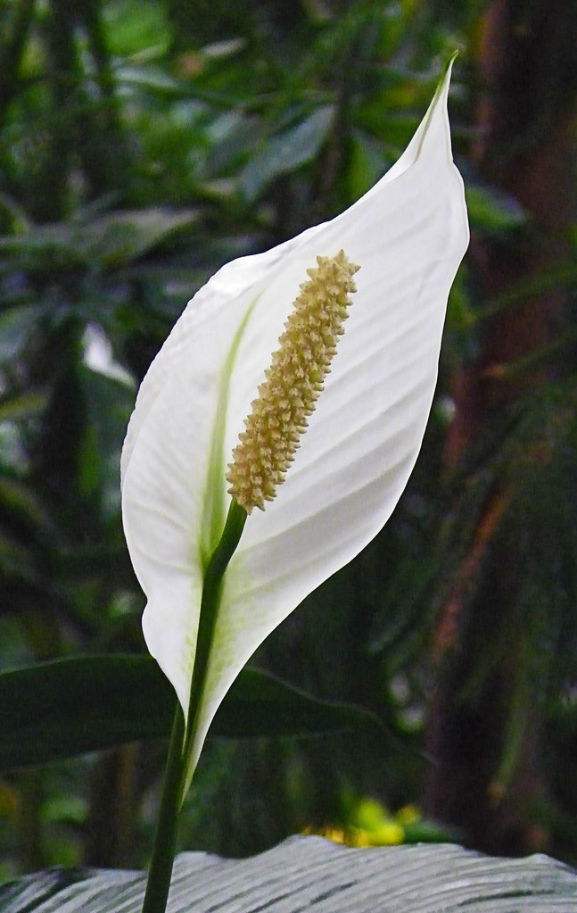 White Flag White Flag plant. In the lobby of the Casino Ra… Flickr