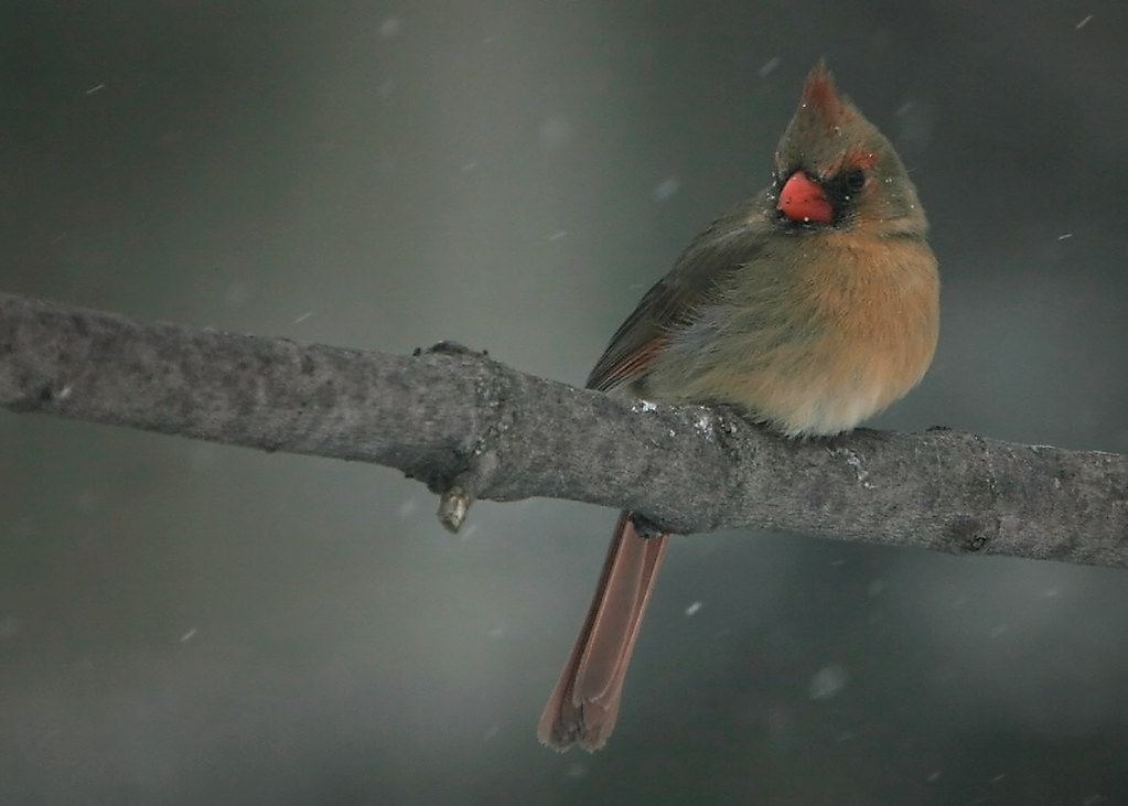 Northern Cardinal Ontario Backyard Birds, low light condit… Flickr