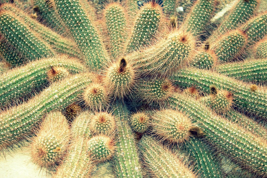 Octopus cactus Titian_red Flickr