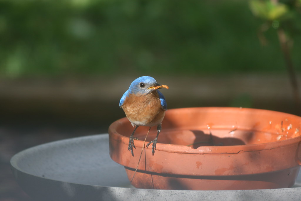 5 Reasons Bluebirds Abandon Their Eggs Bluebird Landlord