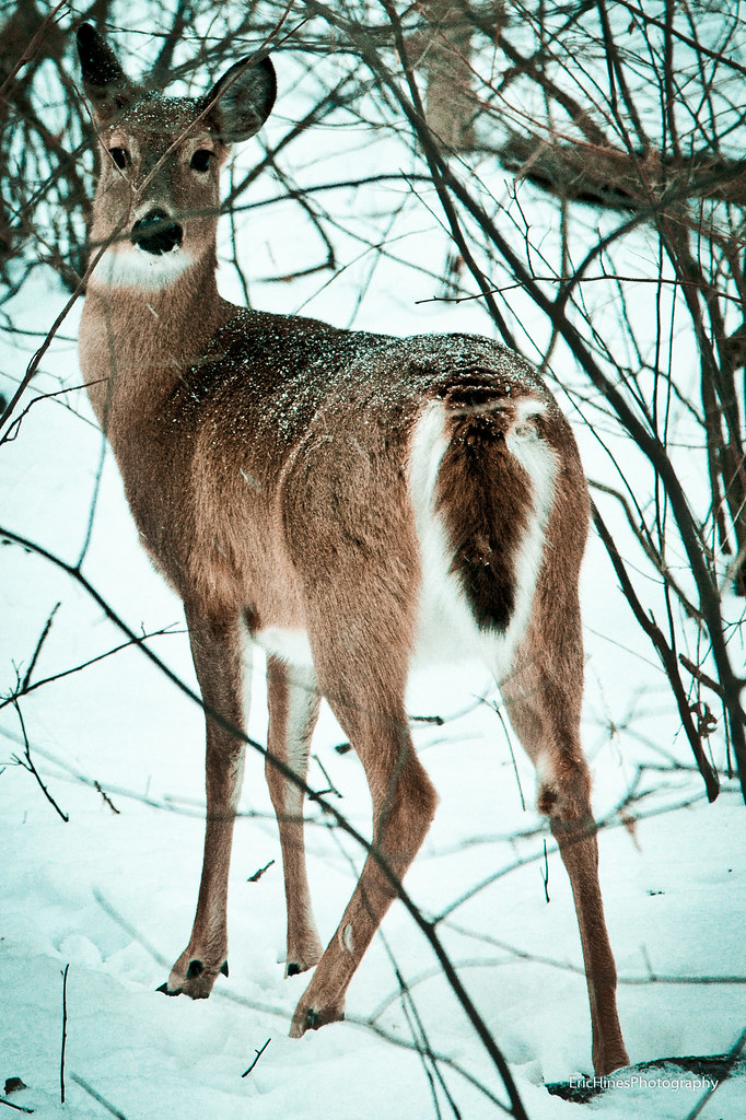 Wild Deer Eric Hines Flickr
