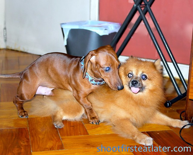 Pomeranians & a Dachshund6 Leslie Flickr