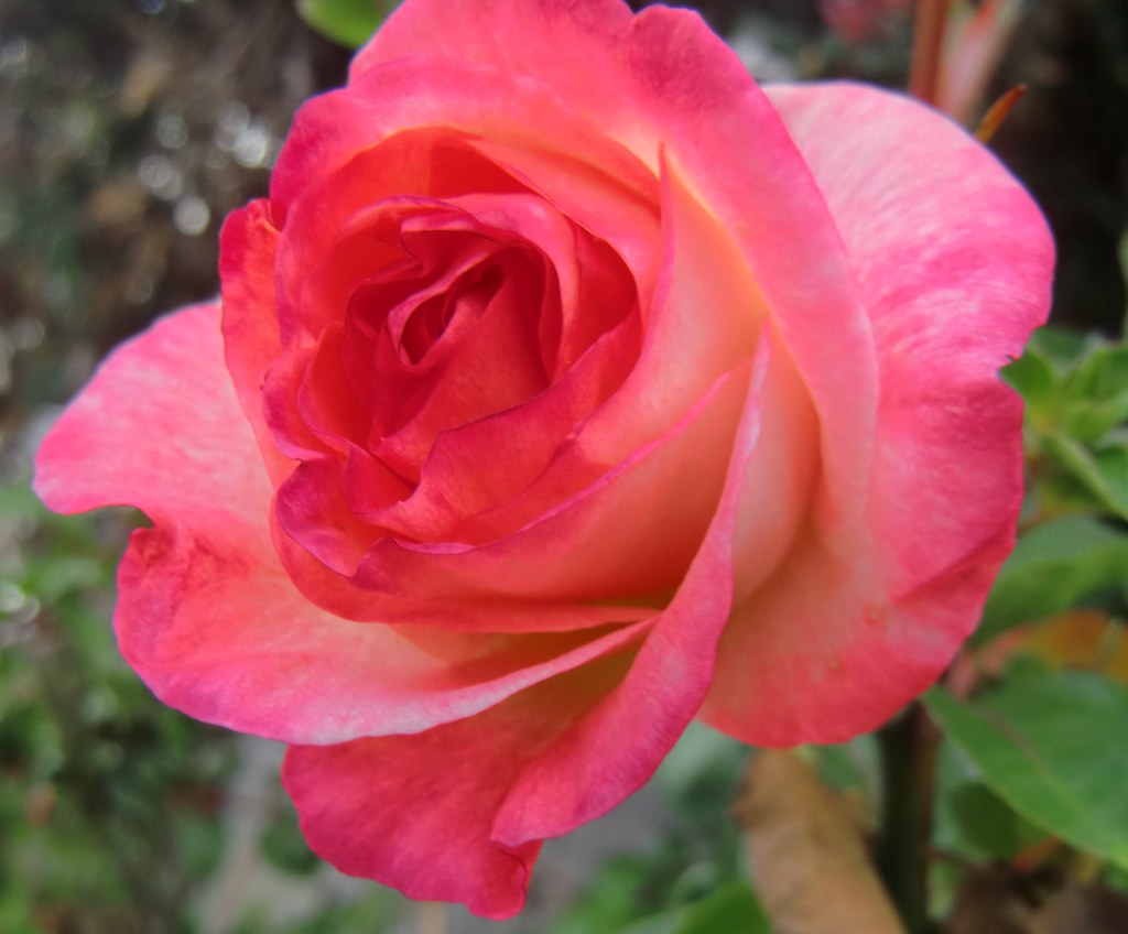 A rose in the garden Rosalia Flickr