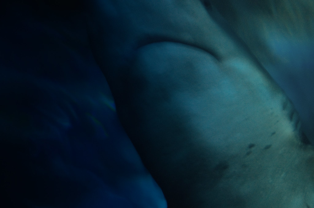 Shark Taken at the Dallas World Aquarium at night. The aqu… Flickr