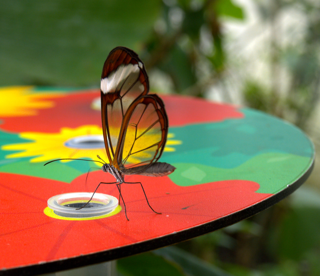 See through wings Butterfly house London zoo were this But… Flickr