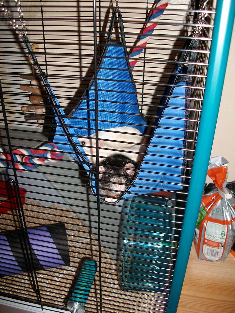 Salt and Pepper Our new pets, two female Fancy Rats called… Flickr