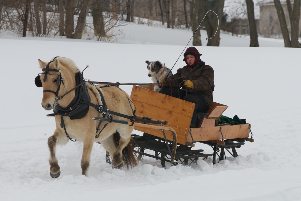 2011 Horse and Sleigh Festival Woodbury, MN Once again, … Flickr