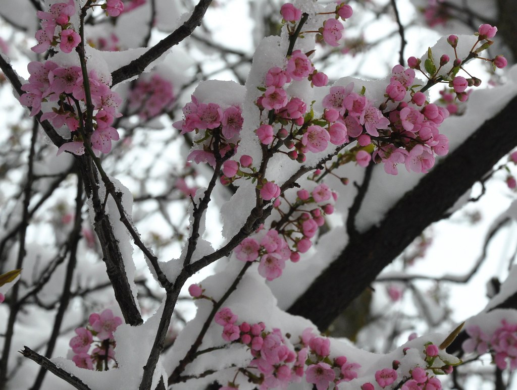 Cherry blossom snow View Street, Harris Green neighbourhoo… Flickr