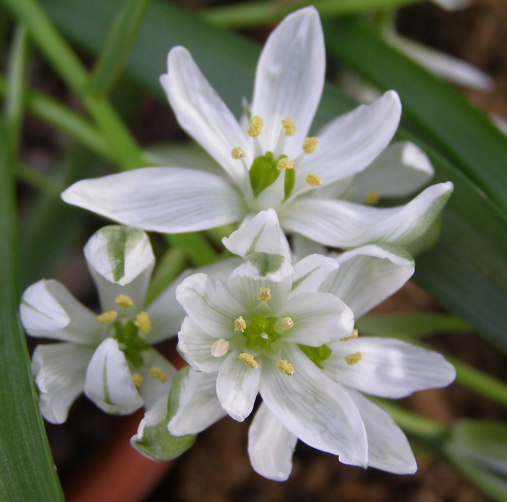 Leicester Botanic Gardens Little white alpine flower, no i… Flickr