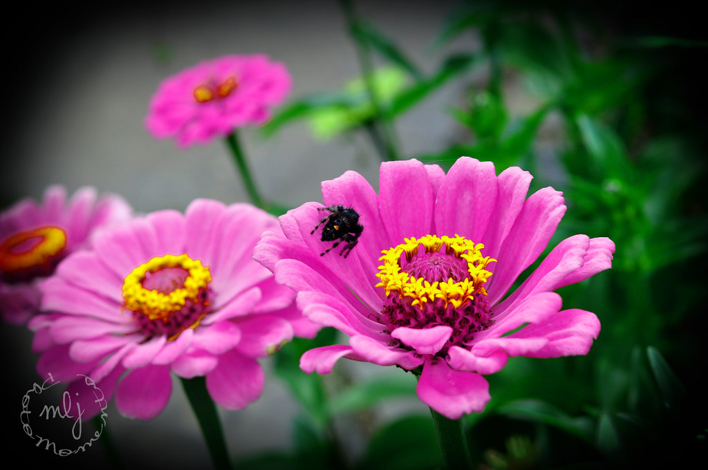 Zinnias & Spider MelJ7 Flickr