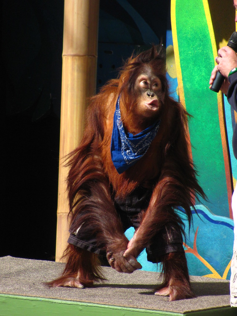 Universal's Animal Actors Show at Universal Studios Flickr