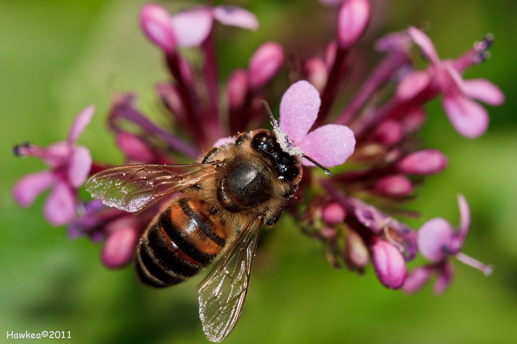 Bee in Love Apparently even bees feel that Valentines day … Flickr