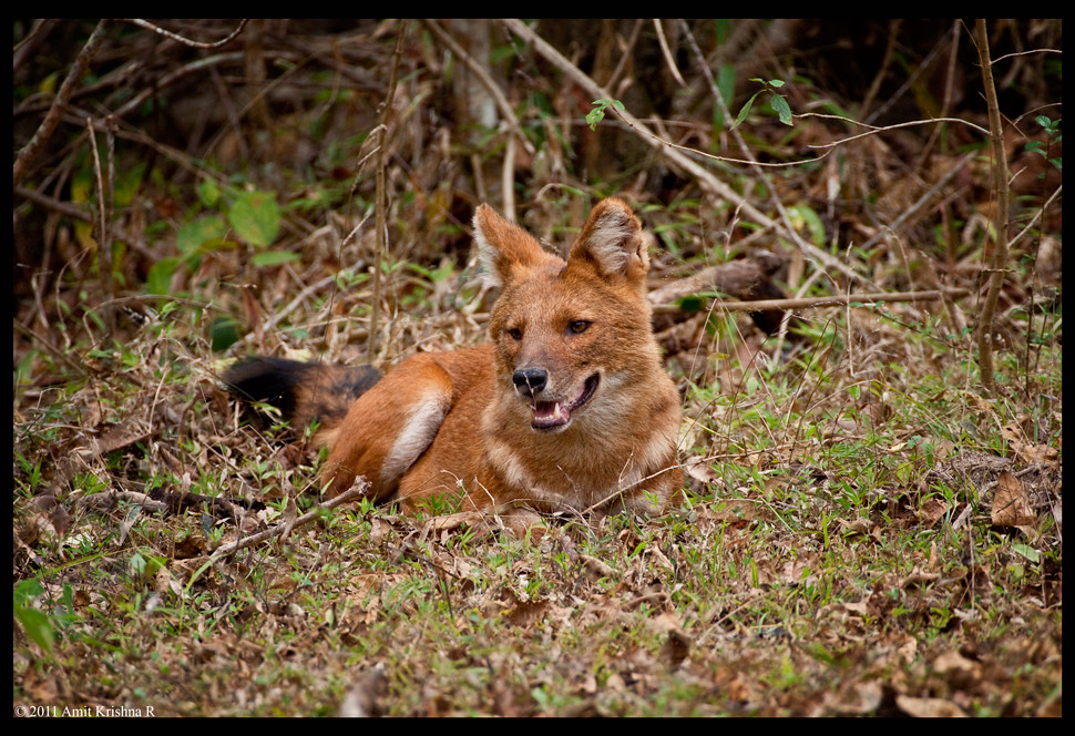 Indian Wild Dog / Dhole Scientific Name Cuon Alpinus