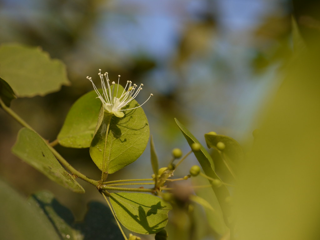 Kaliyakara (Bengali কালিয়াকাড়া) Capparaceae (caper family… Flickr