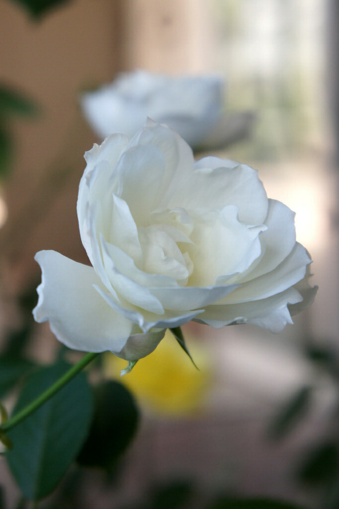 Rose Princess of Wales プリンセス・オブ・ウェールズ Floribunda フロリバンダ Pr… Flickr