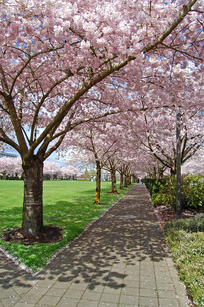 Washington DC – Cherry Blossom Festival (2023) Sublime Tours