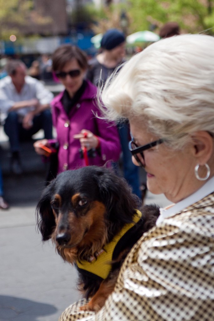 dachshund festival 2023 nyc Spring Dachshund Festival NYC Washington Square 2011 (44 o… Flickr