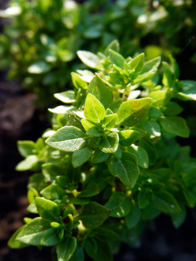 Boxwood Basil, April 30, 2011 Copyright Renee Lasater Flickr