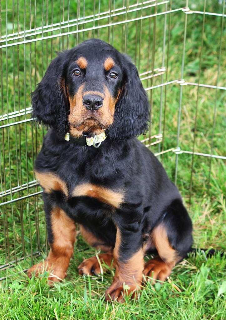 Puppy Face Okay, I'm biased, but Gordon Setter puppies are… Flickr