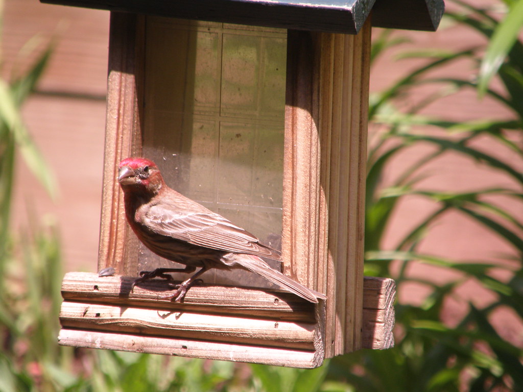 House finch or Pine grosbeak Not sure which this is, there… Flickr