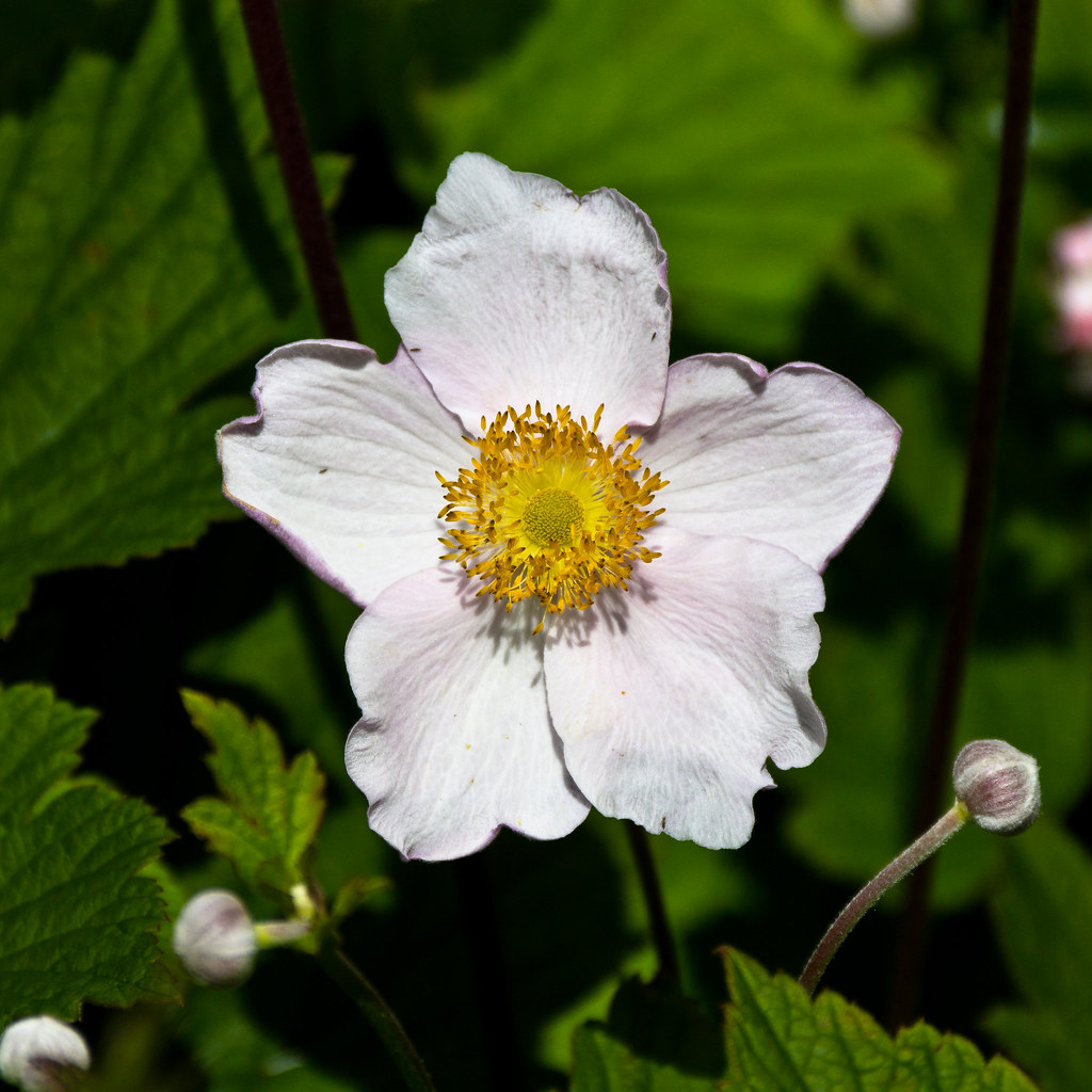 Woodland Anemone Front Garden, Leeds, West Yorkshire For t… Flickr