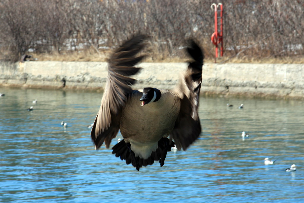 When Canada Geese attack Chris Huggins Flickr