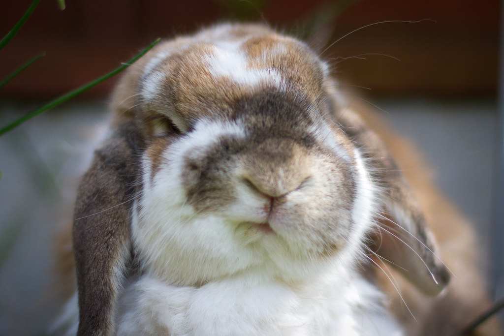 Old Bunny Approaching 6 years old and still going strong. … Flickr