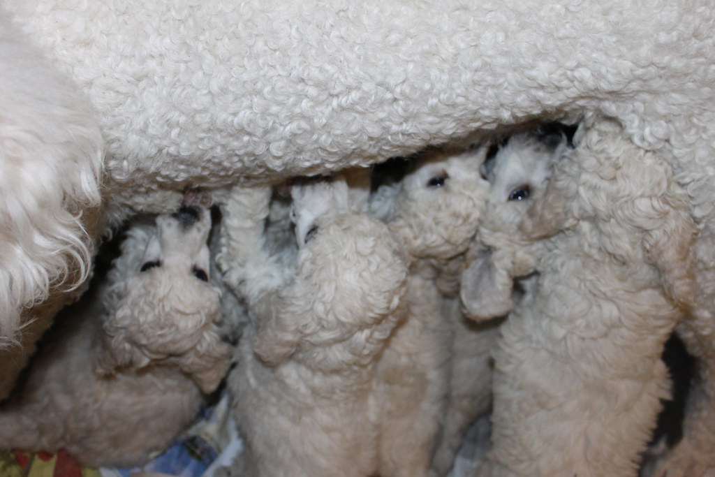 Puppies feeding Our Standard Poodle puppies feedi… Flickr
